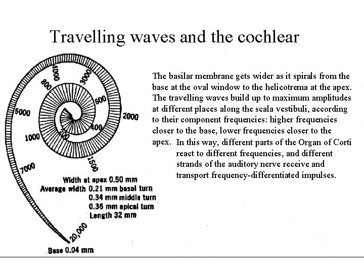 Travelling waves and the cochlear The basilar membrane gets wider as it spirals from