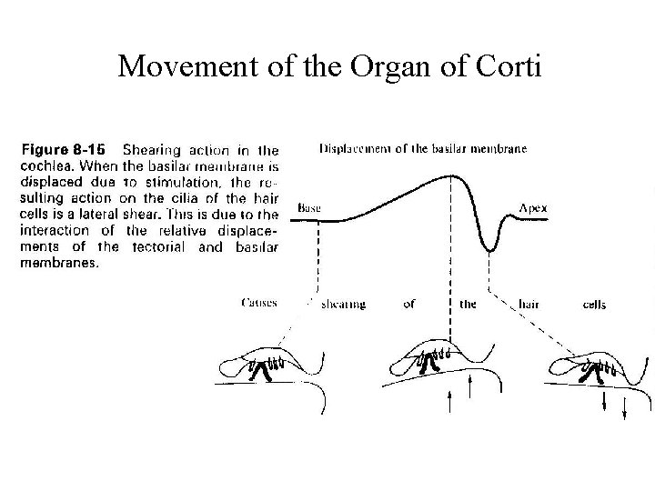 Movement of the Organ of Corti 