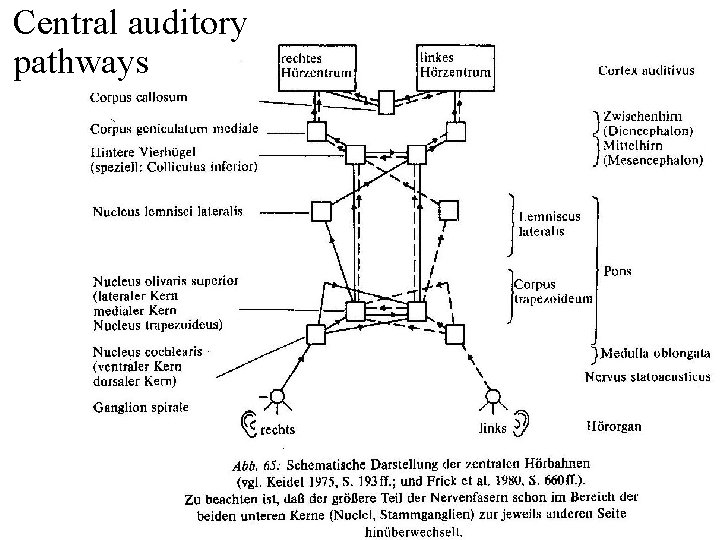 Central auditory pathways 
