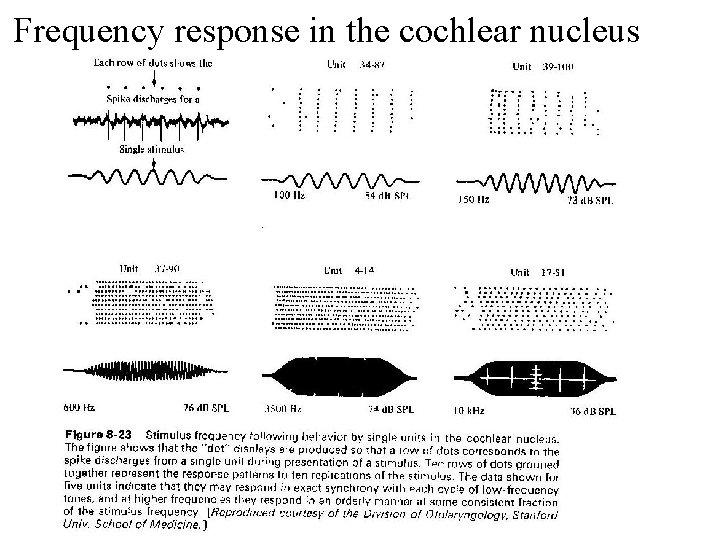 Frequency response in the cochlear nucleus 