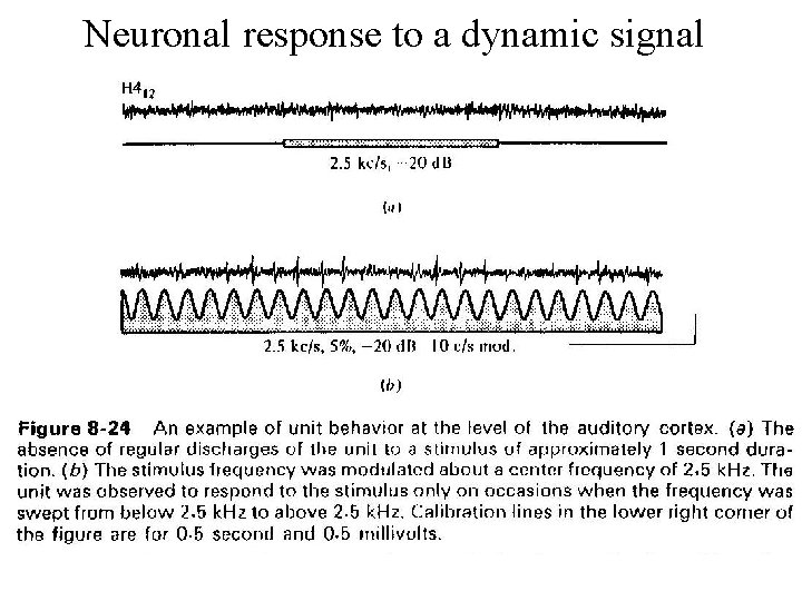 Neuronal response to a dynamic signal 