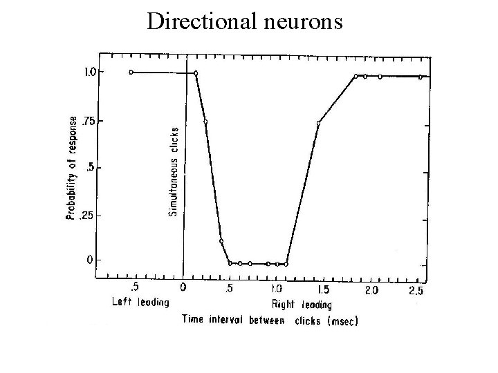 Directional neurons 