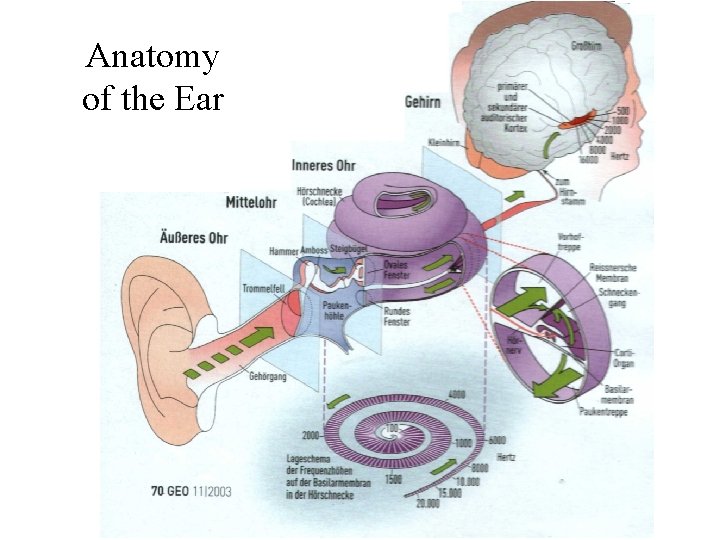 Anatomy of the Ear 