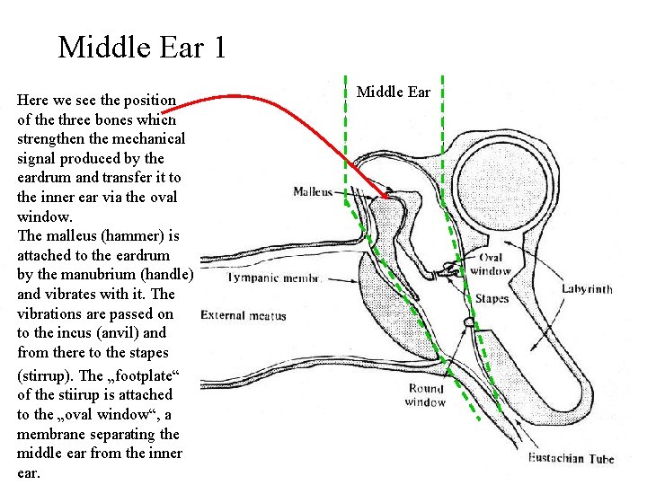 Middle Ear 1 Here we see the position of the three bones which strengthen