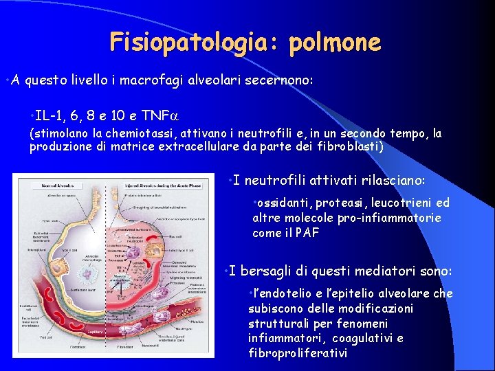 Fisiopatologia: polmone • A questo livello i macrofagi alveolari secernono: • IL-1, 6, 8