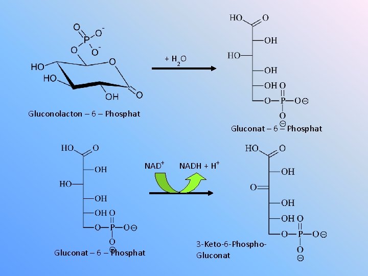 + H 2 O Gluconolacton – 6 – Phosphat Gluconat – 6 – Phosphat