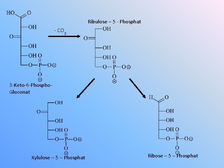 Ribulose – 5 - Phosphat - CO 2 3 -Keto-6 -Phospho. Gluconat Xylulose –