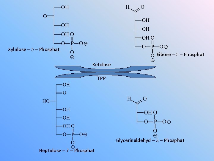 Xylulose – 5 – Phosphat Ribose – 5 – Phosphat Ketolase TPP Glycerinaldehyd –