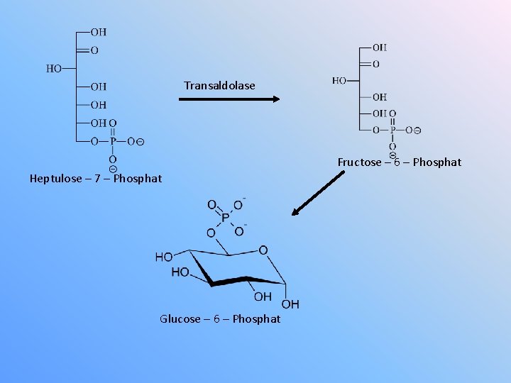 Transaldolase Fructose – 6 – Phosphat Heptulose – 7 – Phosphat Glucose – 6