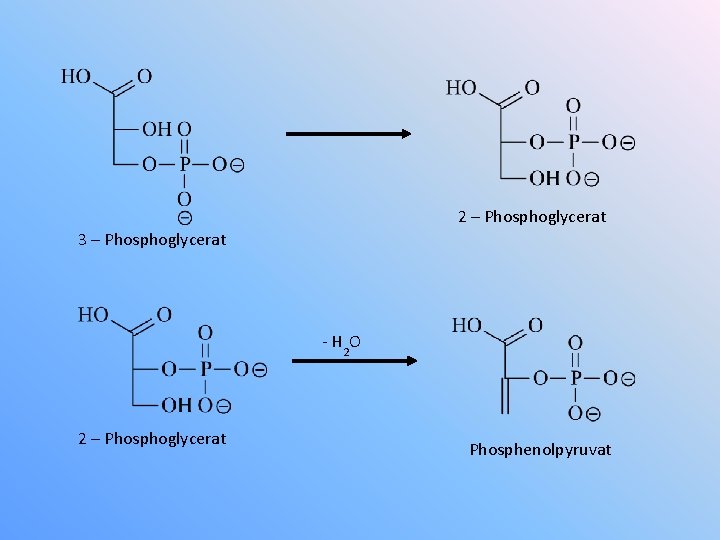 2 – Phosphoglycerat 3 – Phosphoglycerat - H 2 O 2 – Phosphoglycerat Phosphenolpyruvat