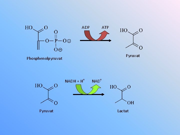 ADP ATP Pyruvat Phosphenolpyruvat NADH + H+ Pyruvat NAD+ Lactat 