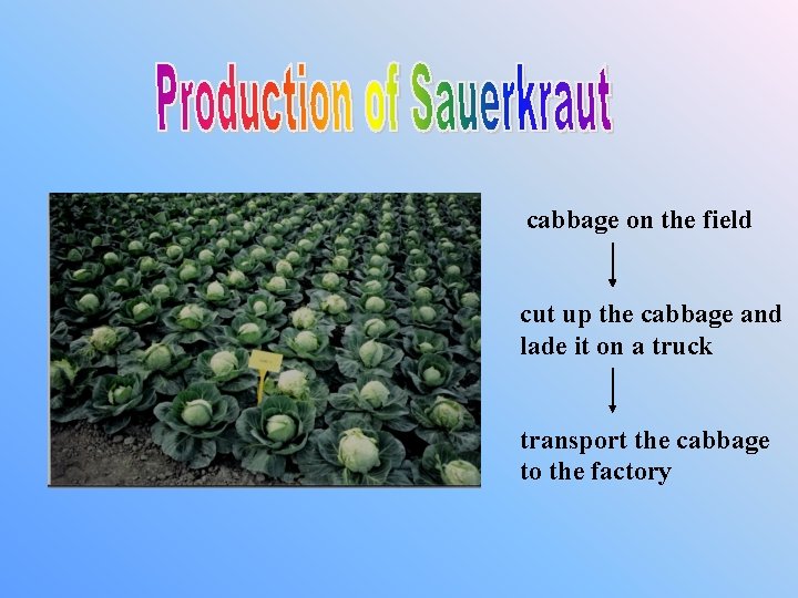 cabbage on the field cut up the cabbage and lade it on a truck