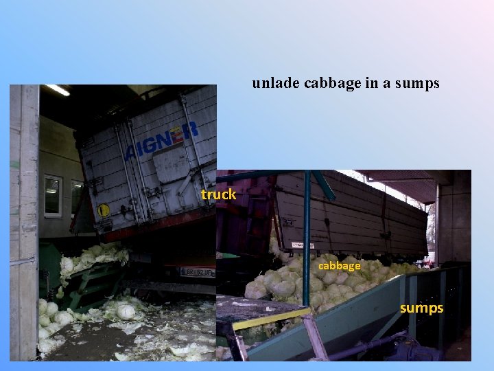 unlade cabbage in a sumps truck cabbage sumps 