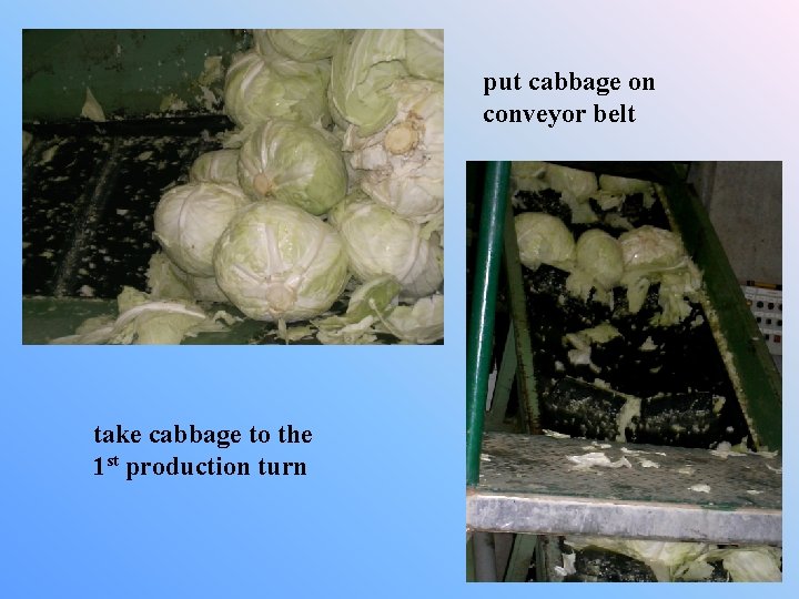 put cabbage on conveyor belt take cabbage to the 1 st production turn 
