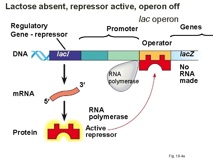 Lactose absent, repressor active, operon off lac operon Regulatory Gene - repressor Promoter Genes