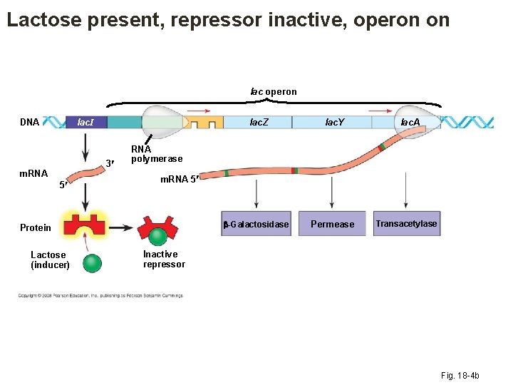 Lactose present, repressor inactive, operon on lac operon lac. I DNA 3 m. RNA