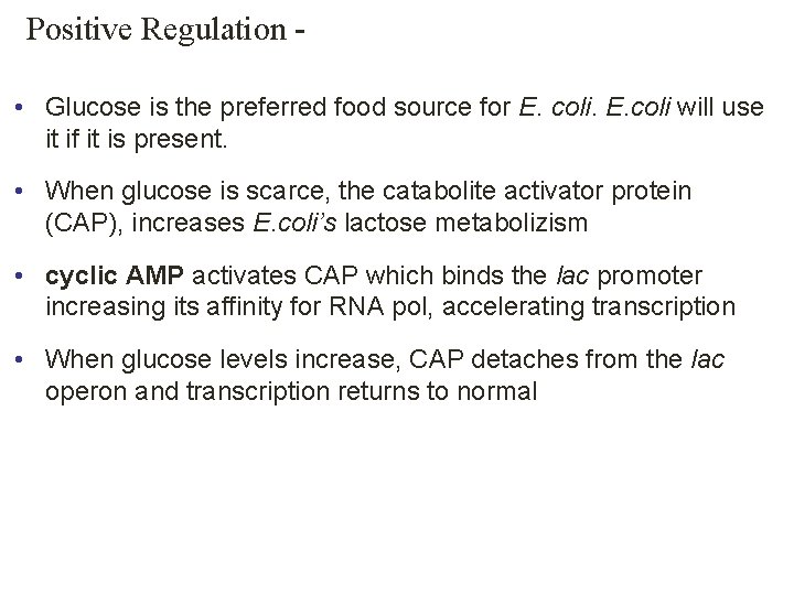 Positive Regulation • Glucose is the preferred food source for E. coli will use