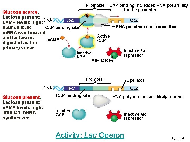 Glucose scarce, Lactose present: lac. I c. AMP levels high: DNA CAP-binding site abundant