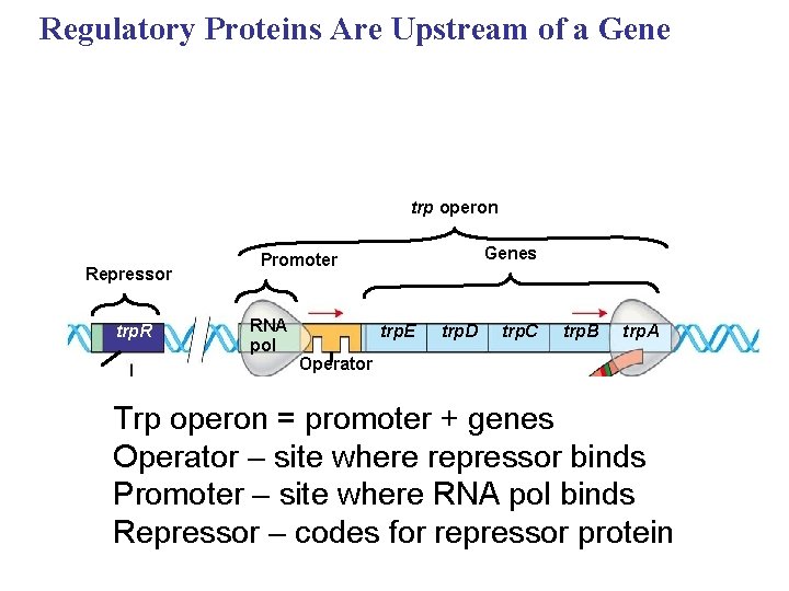 Regulatory Proteins Are Upstream of a Gene trp operon Repressor trp. R Genes Promoter