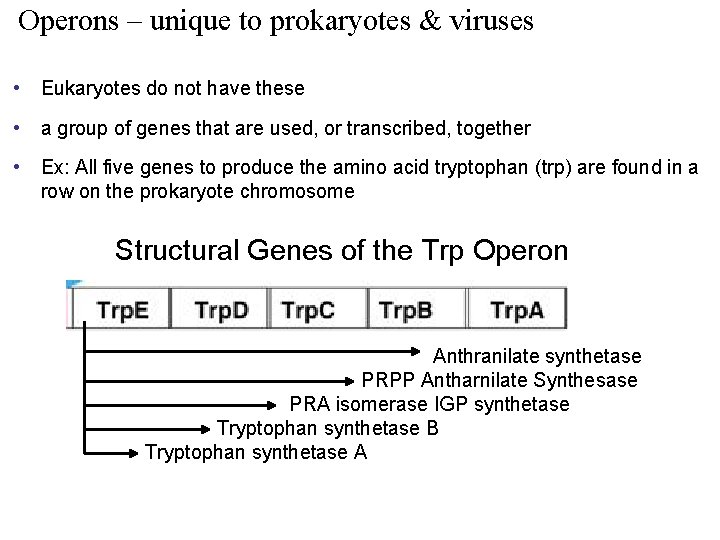 Operons – unique to prokaryotes & viruses • Eukaryotes do not have these •