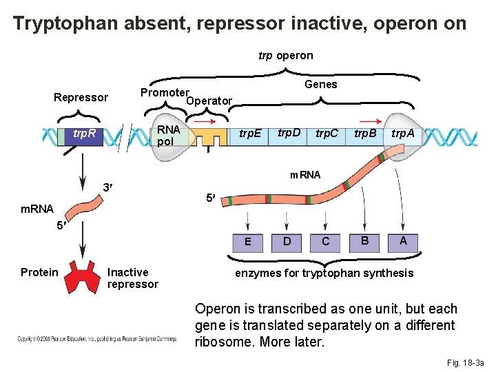 Tryptophan absent, repressor inactive, operon on trp operon Repressor RNA pol trp. R Genes