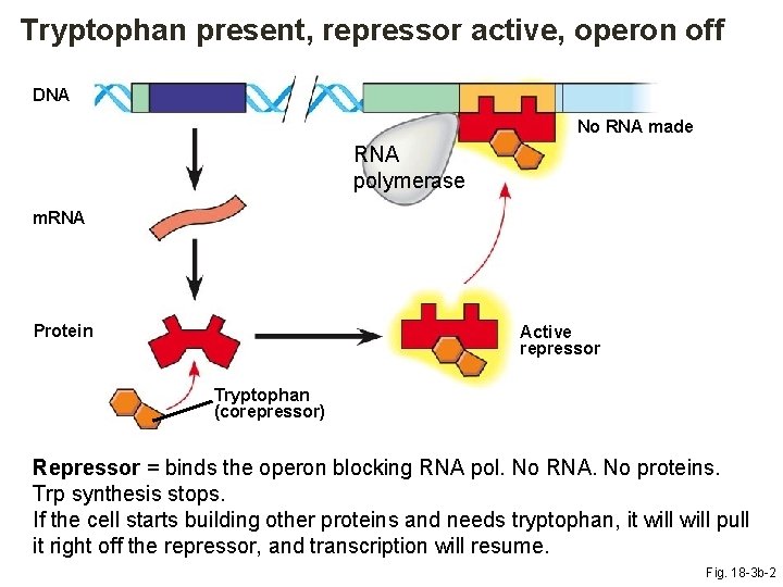 Tryptophan present, repressor active, operon off DNA No RNA made RNA polymerase m. RNA