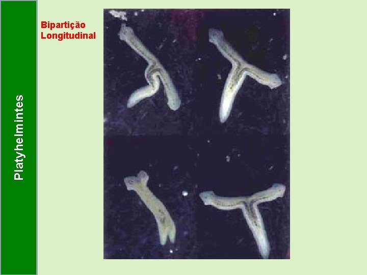 Platyhelmintes Bipartição Longitudinal Platyhelmintes Bipartição Longitudinal