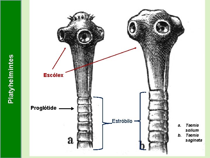 Platyhelmintes Escólex Proglótide Estróbilo a. b. Taenia solium Taenia saginata Platyhelmintes Escólex Proglótide Estróbilo a. b. Taenia solium Taenia saginata