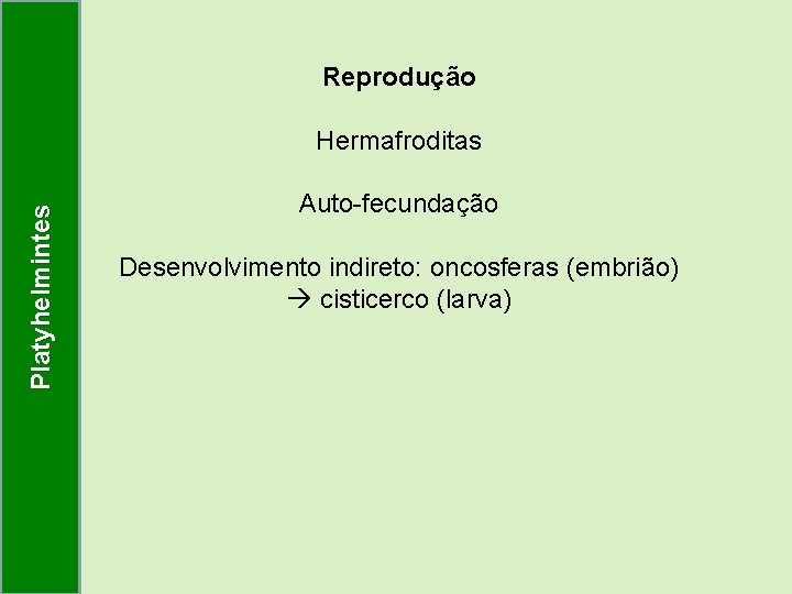 Reprodução Platyhelmintes Hermafroditas Auto-fecundação Desenvolvimento indireto: oncosferas (embrião) cisticerco (larva) Reprodução Platyhelmintes Hermafroditas Auto-fecundação Desenvolvimento indireto: oncosferas (embrião) cisticerco (larva)