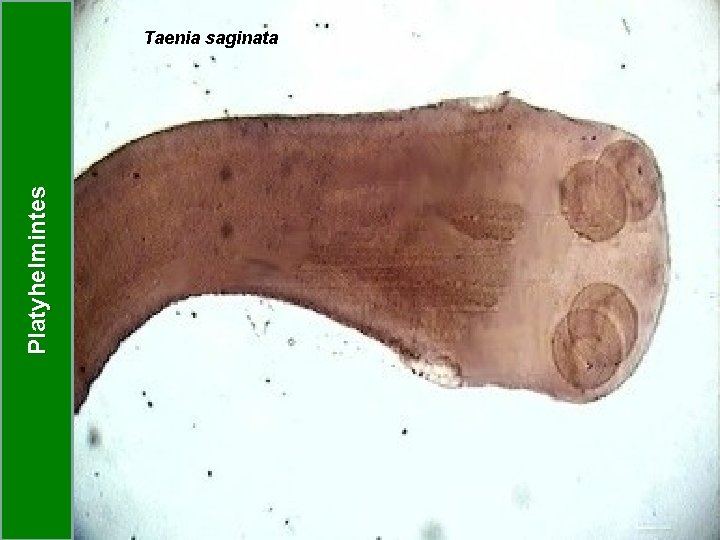 Platyhelmintes Taenia saginata Platyhelmintes Taenia saginata