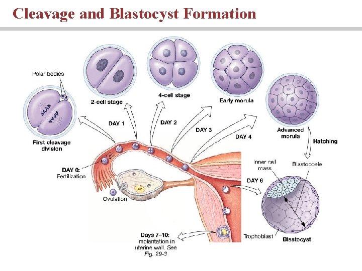 Cleavage and Blastocyst Formation Cleavage and Blastocyst Formation