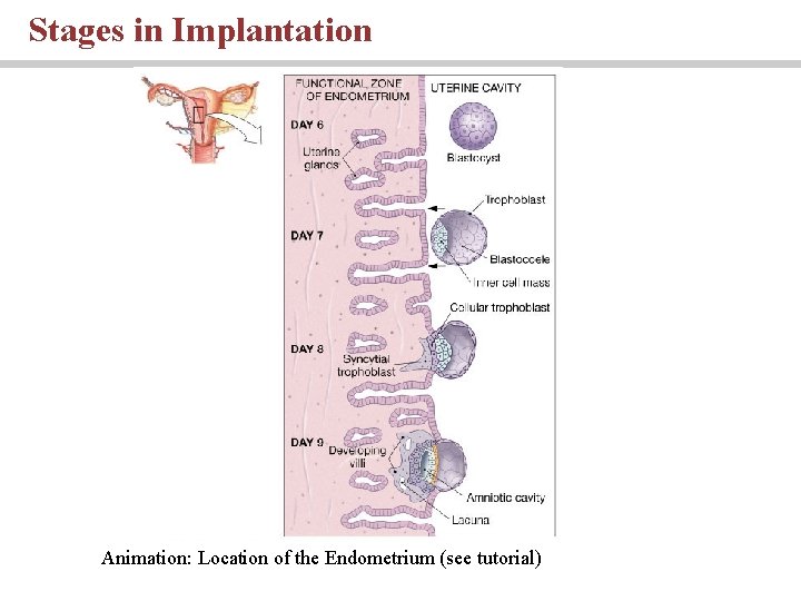 Stages in Implantation Animation: Location of the Endometrium (see tutorial) Stages in Implantation Animation: Location of the Endometrium (see tutorial)