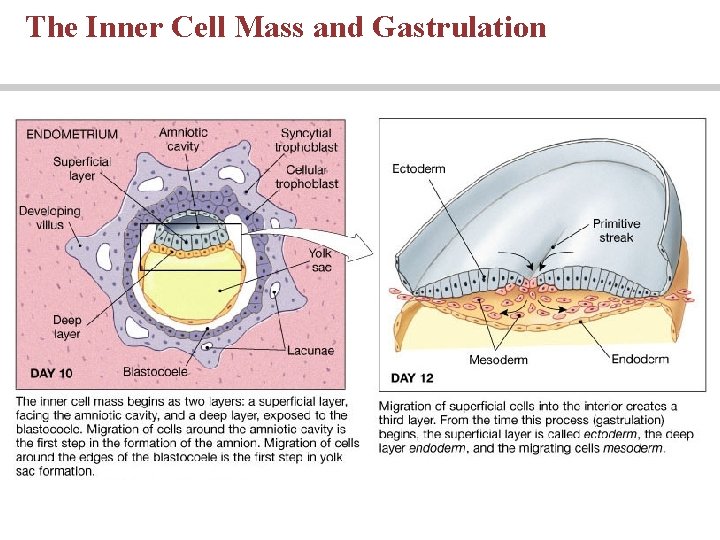 The Inner Cell Mass and Gastrulation The Inner Cell Mass and Gastrulation