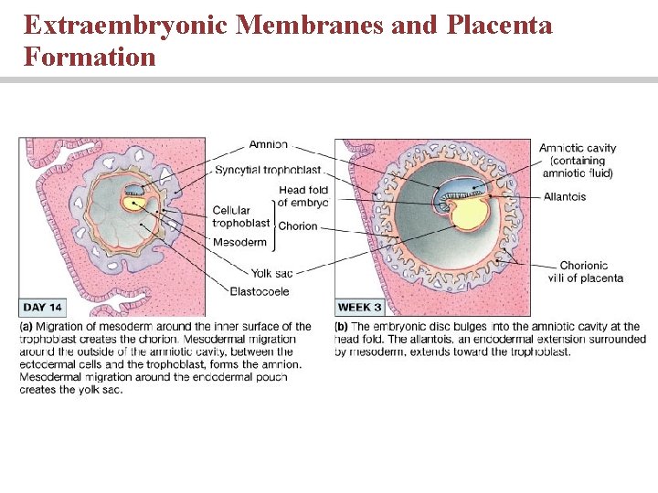 Extraembryonic Membranes and Placenta Formation Extraembryonic Membranes and Placenta Formation