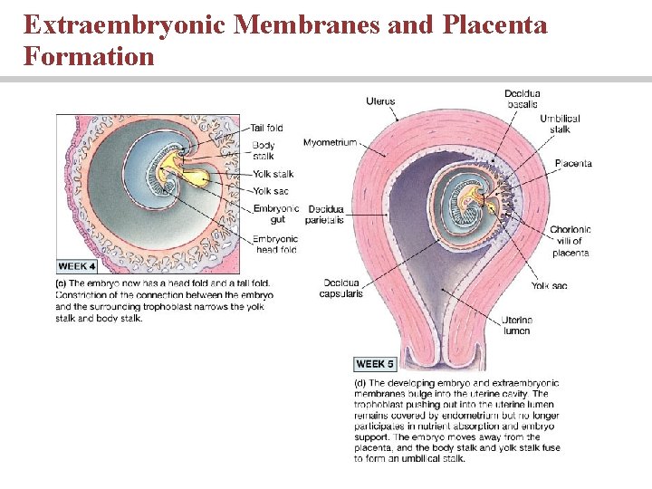 Extraembryonic Membranes and Placenta Formation Extraembryonic Membranes and Placenta Formation