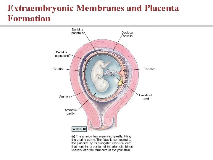 Extraembryonic Membranes and Placenta Formation Extraembryonic Membranes and Placenta Formation