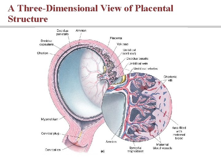 A Three-Dimensional View of Placental Structure A Three-Dimensional View of Placental Structure