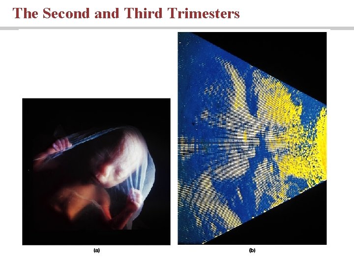 The Second and Third Trimesters The Second and Third Trimesters