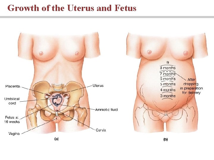 Growth of the Uterus and Fetus Growth of the Uterus and Fetus