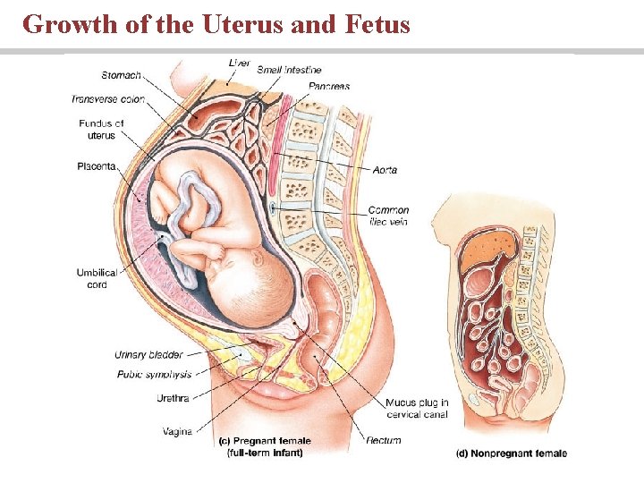 Growth of the Uterus and Fetus Growth of the Uterus and Fetus
