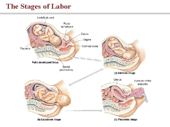 The Stages of Labor The Stages of Labor