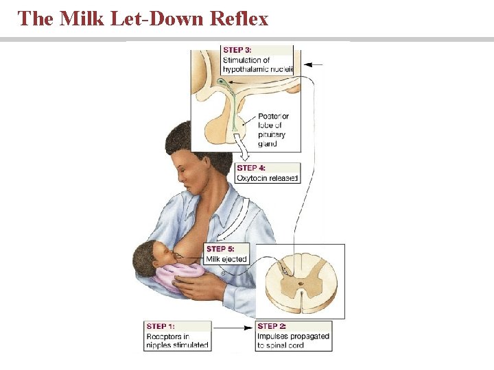 The Milk Let-Down Reflex The Milk Let-Down Reflex