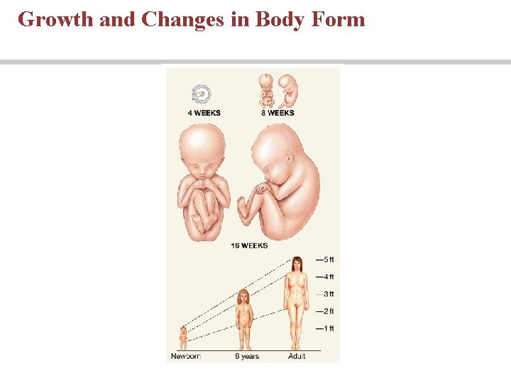 Growth and Changes in Body Form Growth and Changes in Body Form