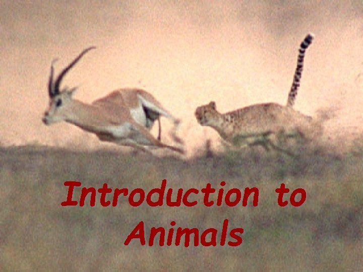 Introduction to animals Introduction to Animals 