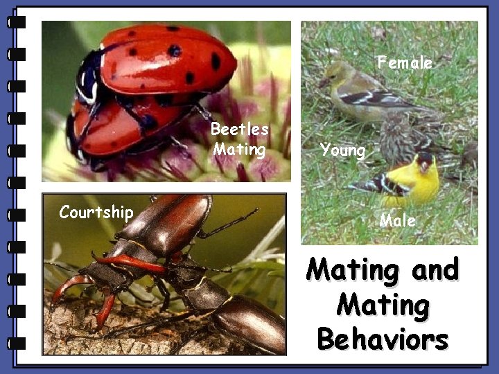 Female Beetles Mating Courtship Young Male Mating and Mating Behaviors 