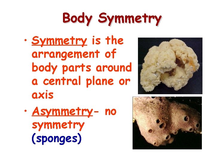 Body Symmetry • Symmetry is the arrangement of body parts around a central plane