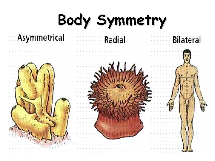 Body Symmetry 