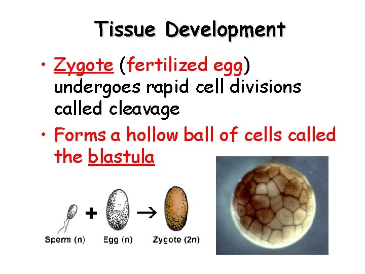 Tissue Development • Zygote (fertilized egg) undergoes rapid cell divisions called cleavage • Forms
