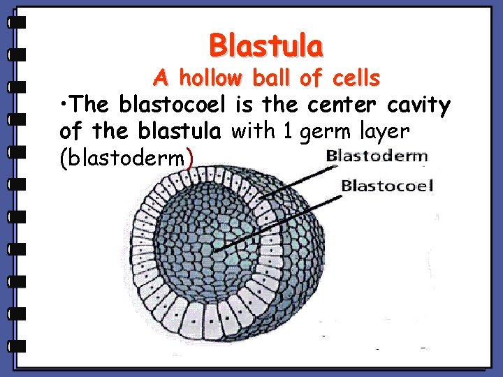 Blastula A hollow ball of cells • The blastocoel is the center cavity of