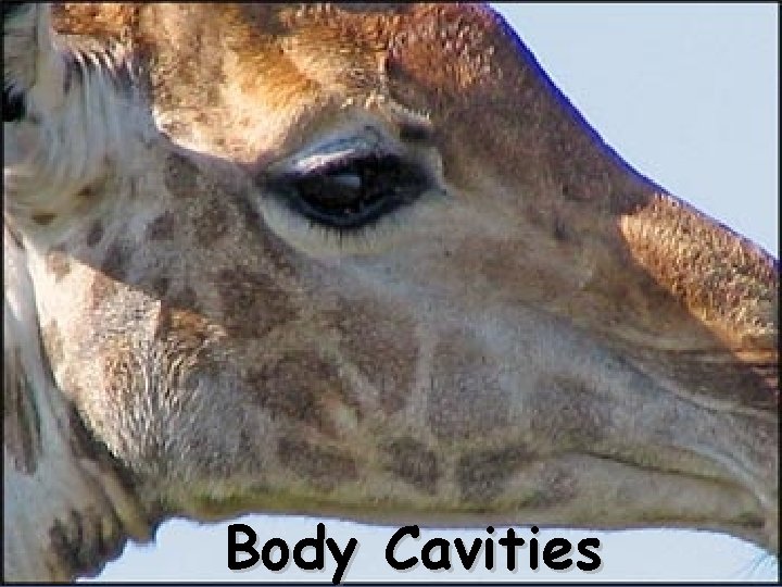 Body Cavities 